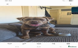 Olde English Bulldogge dogs for sale: Fluffy female nebbr reg - Image 1