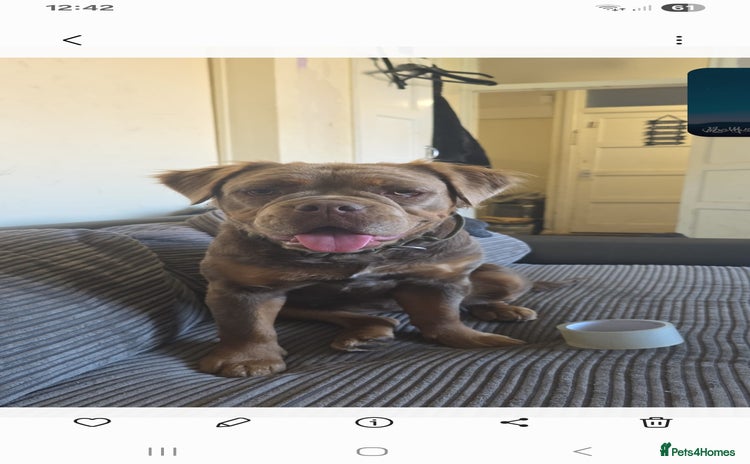 Olde English Bulldogge dogs - Advert 2