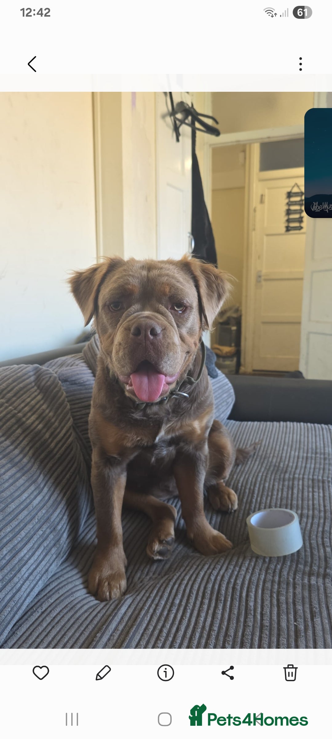 Olde English Bulldogge dogs for sale: Fluffy female nebbr reg - Image 1