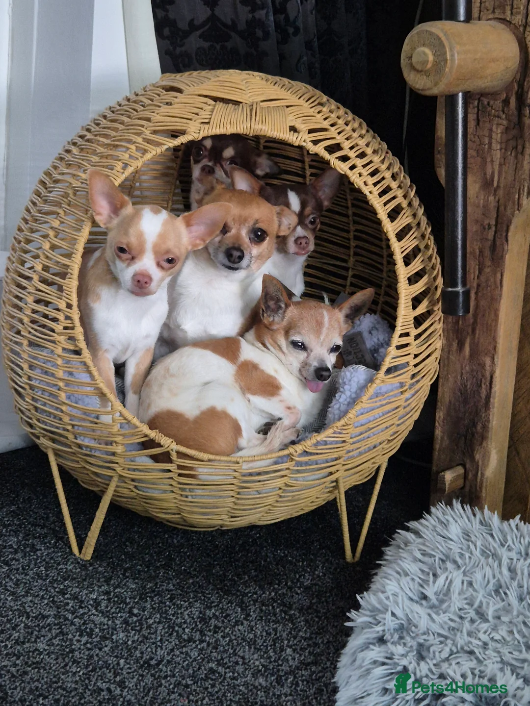 Gallery Image {{count}}