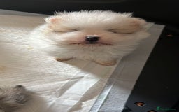 Pomeranian dogs for sale: Kc Registered Pomeranian Pups - Image 19