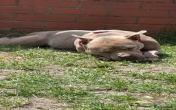 American Bull Staffy dogs for sale: Nala  - Image 4