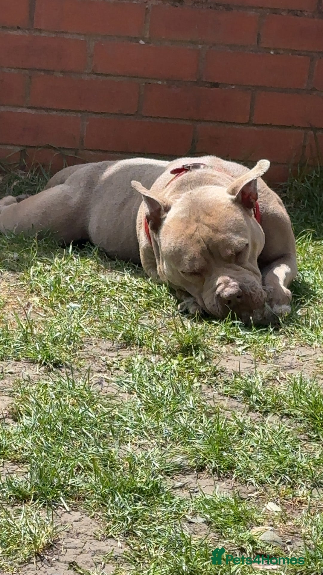 American Bull Staffy dogs for sale: Nala  - Image 4