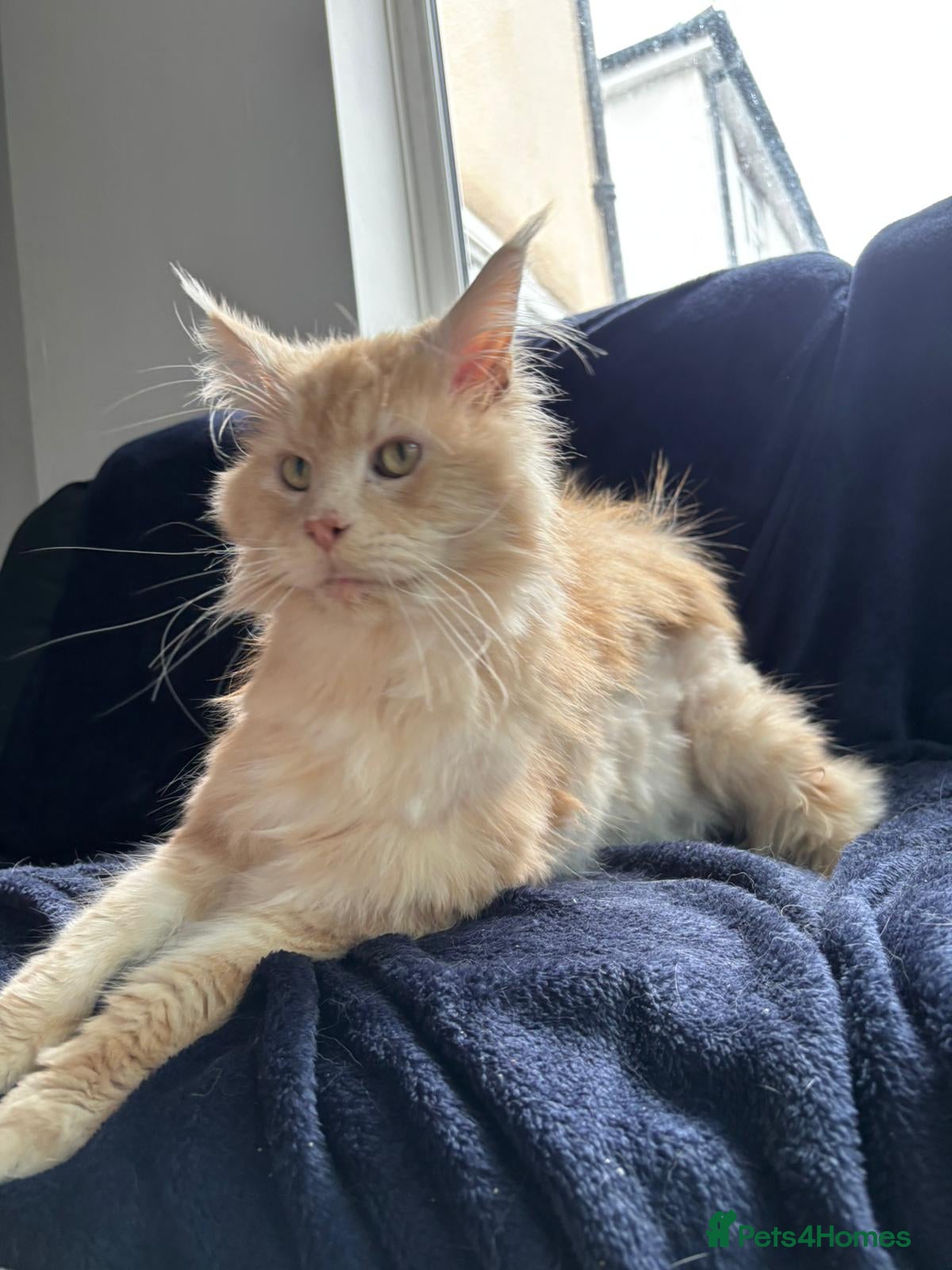 Maine Coon cats ACTIVE TICA ®️ MAINE COON BOY 💙 - Advert 2