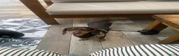 Dachshund dogs for sale: 2 year old Dachshund for sale  - Advert 4