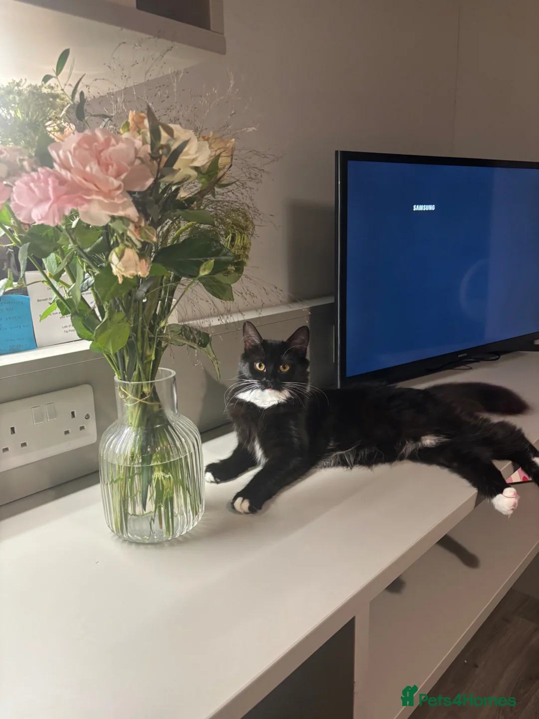 British Longhair cats for sale: Dark brown/black British Longhair Minnie - Advert 2