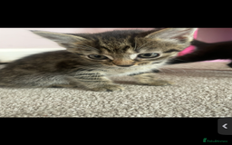 British Shorthair cats for sale: 2 kittens left been around children and dogs  - Image 3