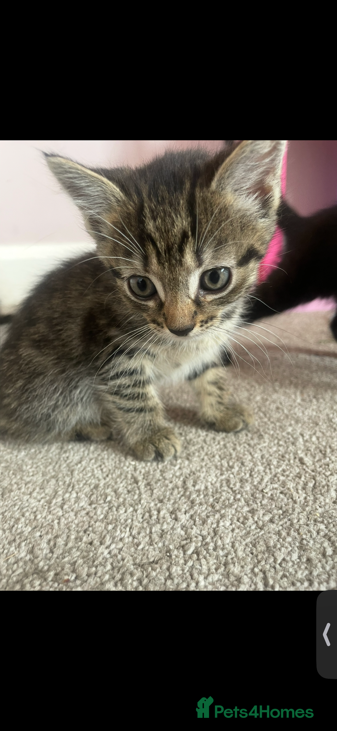 British Shorthair cats for sale: 2 kittens left been around children and dogs  - Image 3