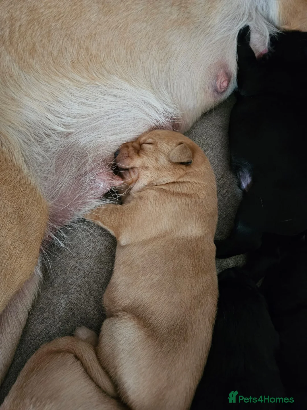 Labrador Retriever dogs for stud: PROVEN LABRADOR FOR STUD PROVEN  in Wolverhampton - Advert 7