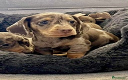 Miniature Dachshund dogs for sale: Miniature smooth haired Dachshund puppies  - Image 7