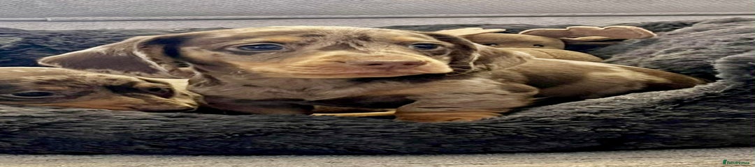 Miniature Dachshund Puppy 1