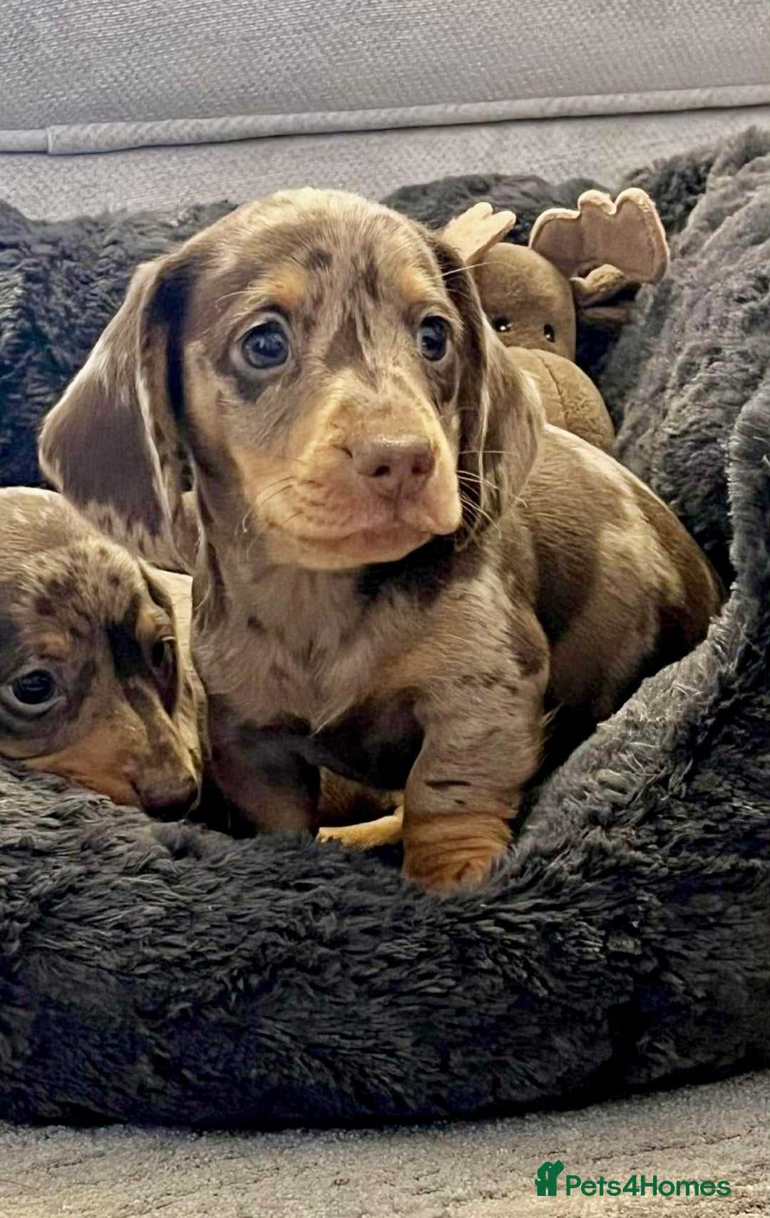 Miniature Dachshund dogs for sale: Miniature smooth haired Dachshund puppies  - Image 7