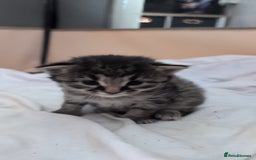 British Shorthair cats for sale: 4 beautiful tabby girl kittens  - Image 5