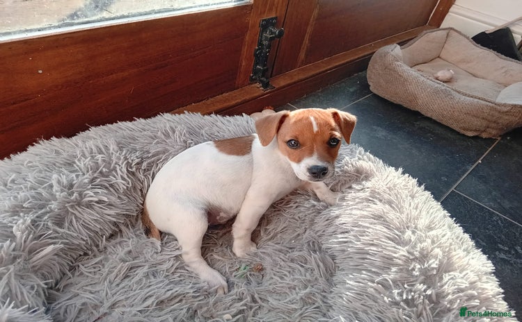 Jack Russell dogs - Advert 16