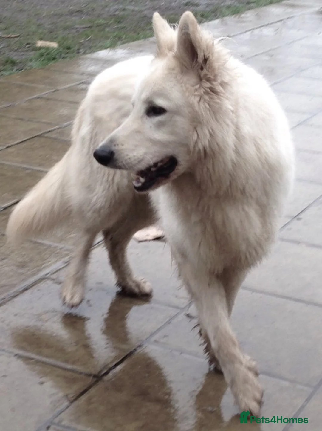 White Swiss Shepherd dogs for stud: Benny fully Health Tested White Swiss Shepherd in Wisbech - Advert 8