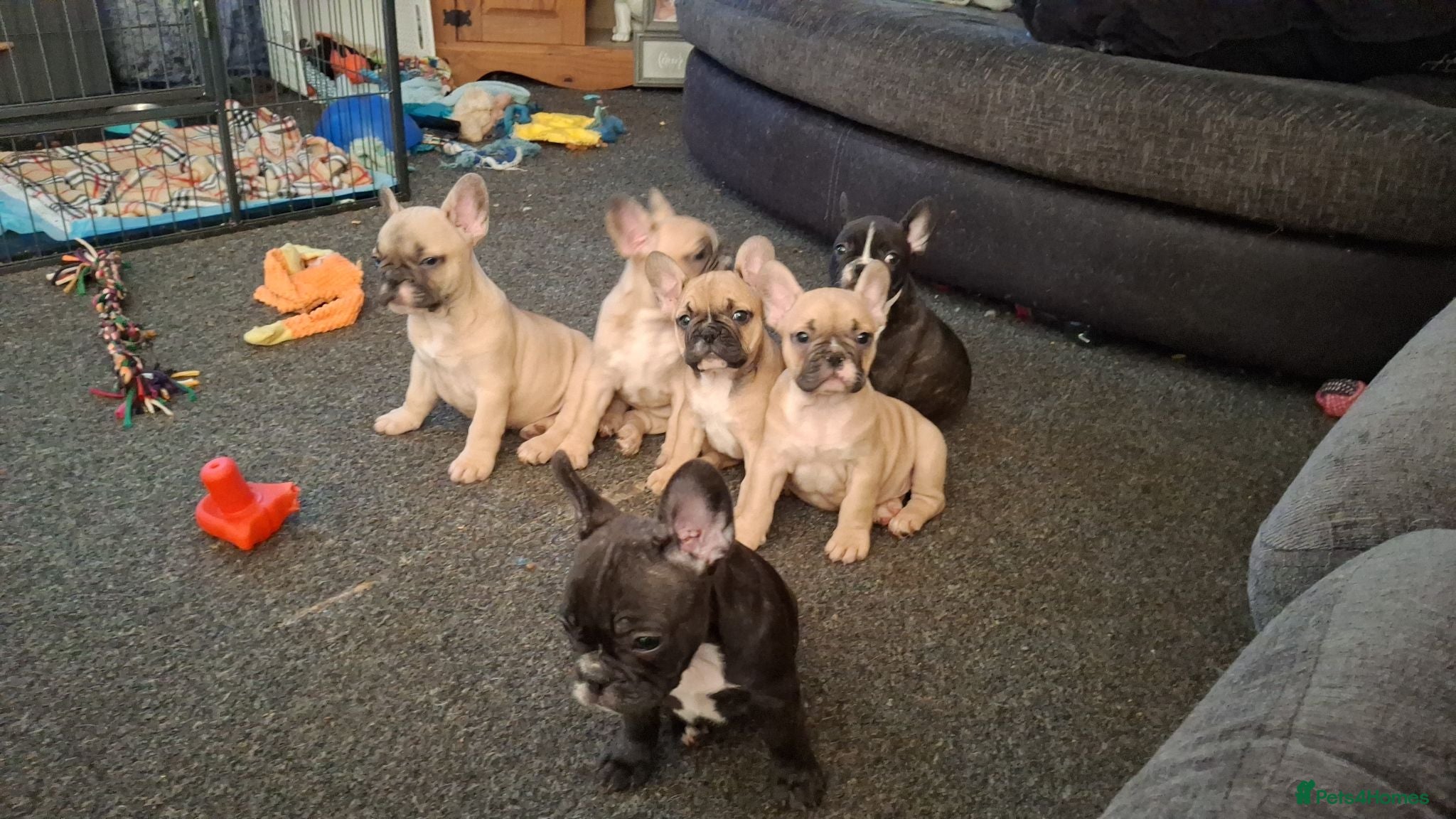 French Bulldog dogs French Bulldogs ready to leave 12th june - Advert 1