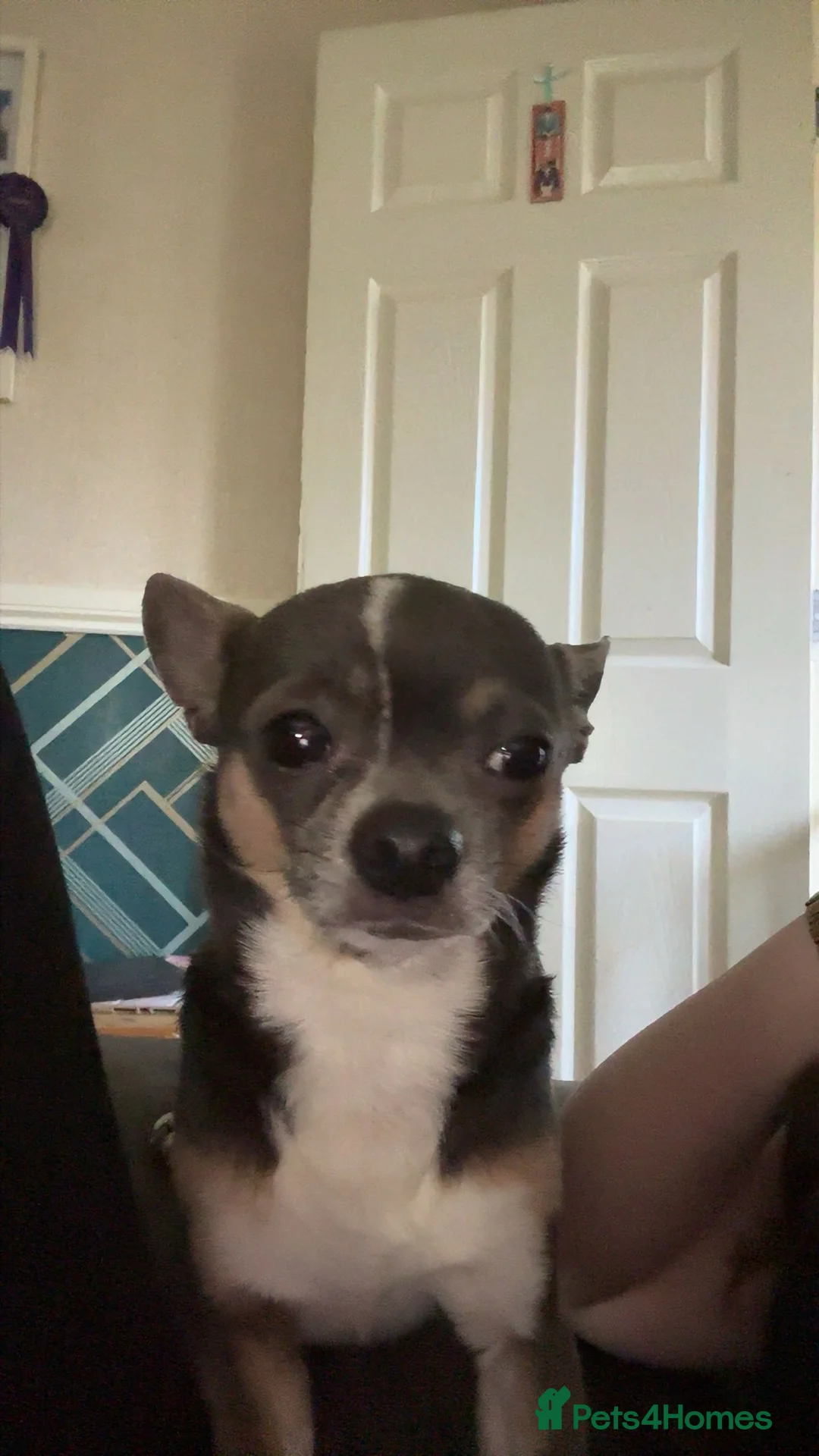 Chihuahua dogs for sale: male chihuahua for rehoming - Advert 2