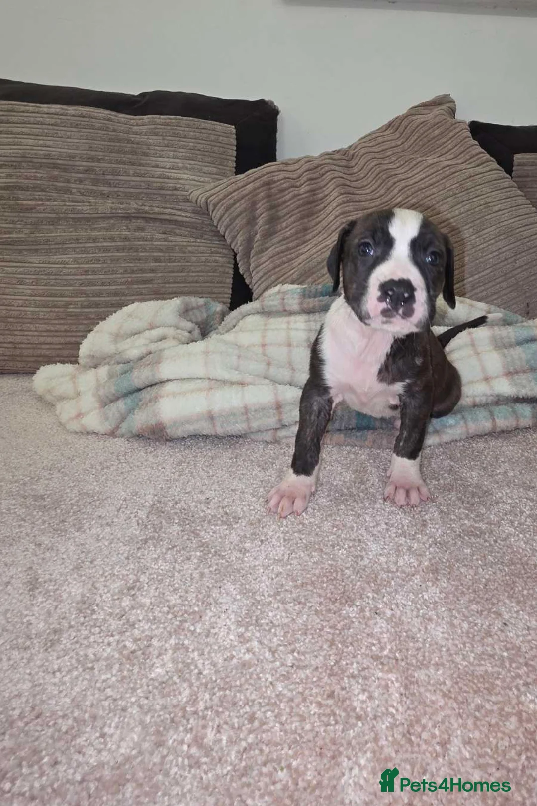 Presa Canario dogs for sale: Dual Purpose Presa Canario Puppies for Homing - Advert 12