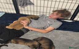 German Shepherd dogs for sale: German Shepherd Puppies  - Image 37