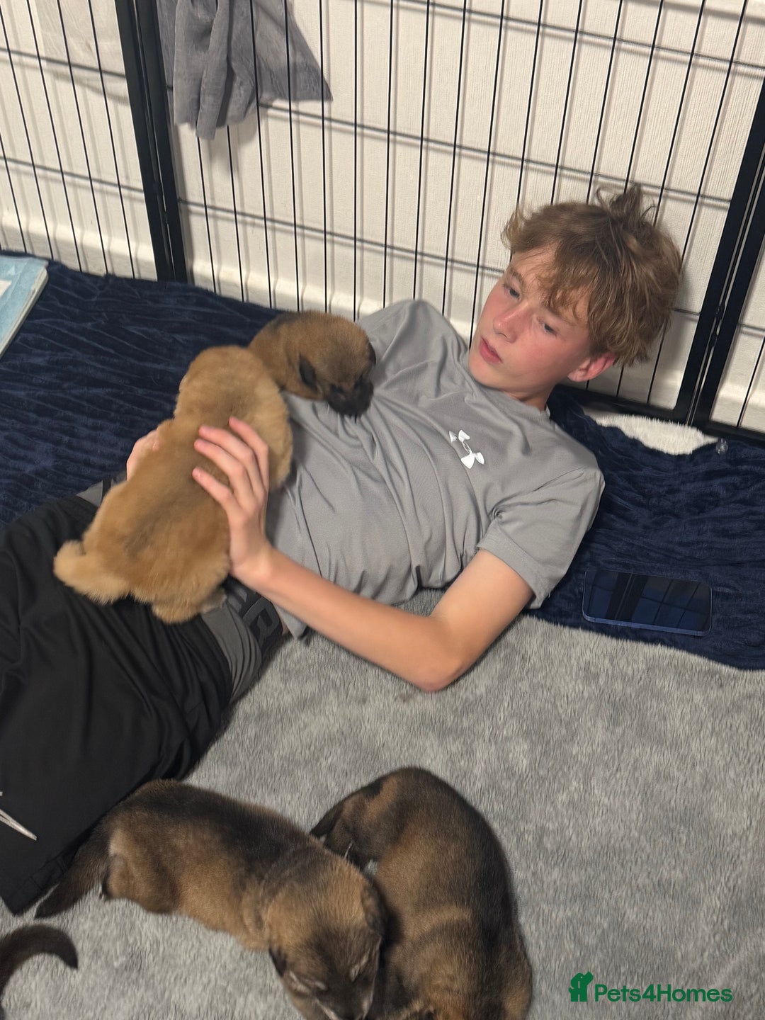 German Shepherd dogs for sale: German Shepherd Puppies  - Image 37
