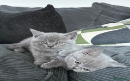 British Shorthair cats for sale: British shorthair kittens  - Image 15