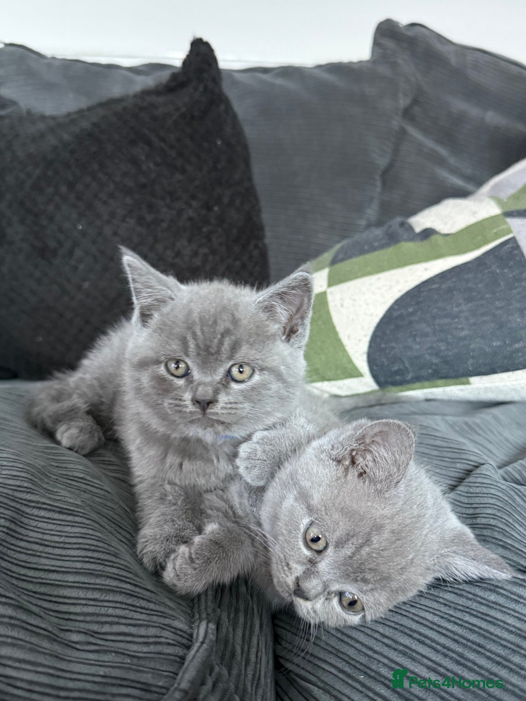 British Shorthair cats for sale: British shorthair kittens  - Image 15