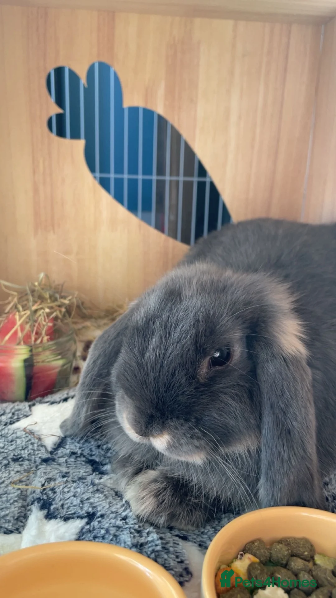 Mini Lop rabbits for sale: Blue otter mini lop  in Poole - Advert 5
