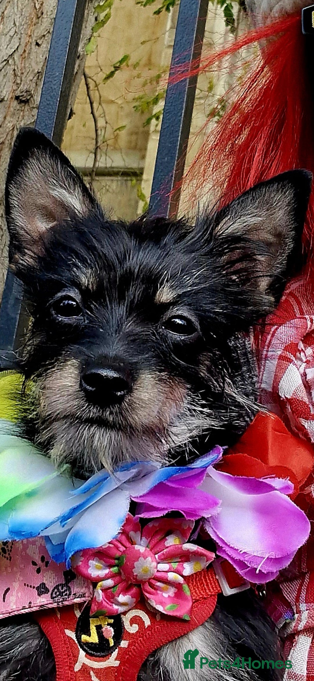 Chorkie dogs Chorkie called Angel - Advert 12