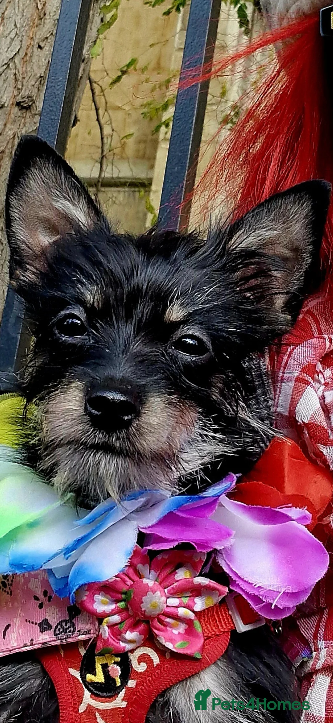 Chorkie dogs for sale: Chorkie called Angel - Advert 1