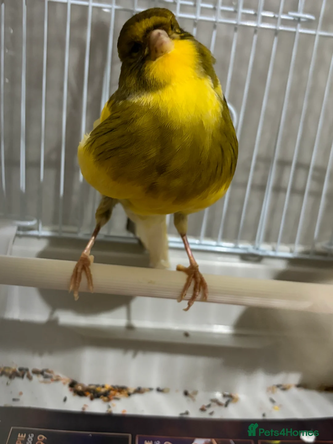 Canaries birds for sale: Mix selection of canaries Norwich/Border  - Advert 9