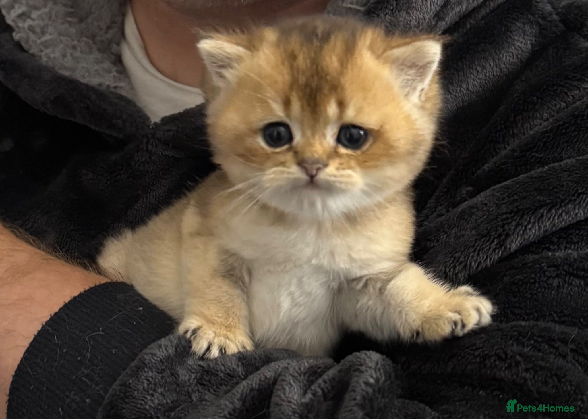 British Shorthair cats British Shorthair Black Golden (GCCF Pedigree) - Advert 1
