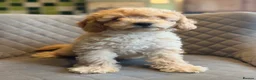 Cavapoo dogs for sale: Stunning F1 Health Tested Darlings  - Advert 8