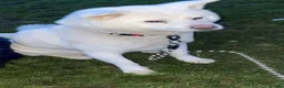 Japanese Akita Inu dogs for sale: Japanese Akita Inu Puppies - Advert 29