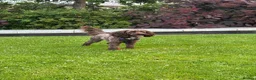 Cockapoo dogs for stud: Chocolate cockapoo for stud  - Advert 1