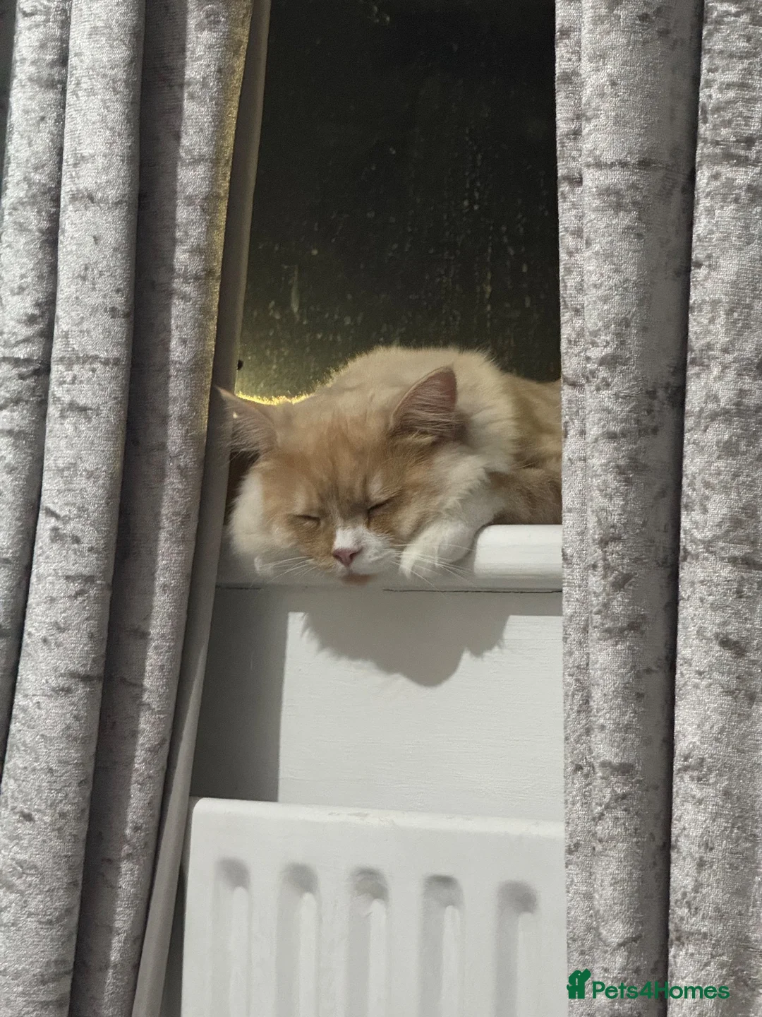 Persian cats for sale: Leo - Half Persian half domestic in London - Advert 8