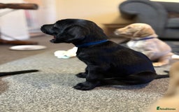 Mixed Breed dogs for sale: Labrador puppies  - Image 3