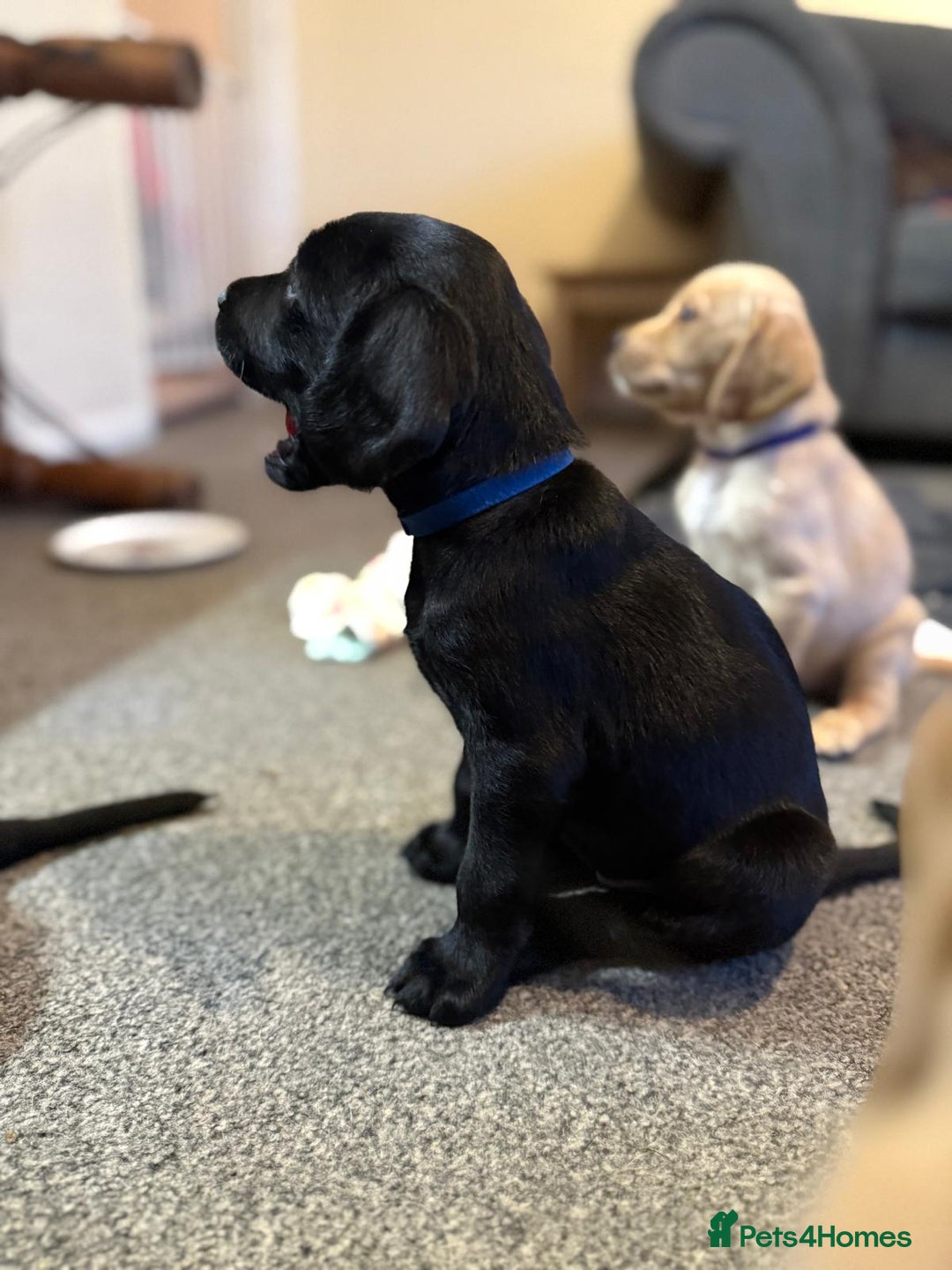 Mixed Breed dogs for sale: Labrador puppies  - Image 3