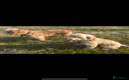 Cockapoo dogs for sale: Cockapoo  - Image 4