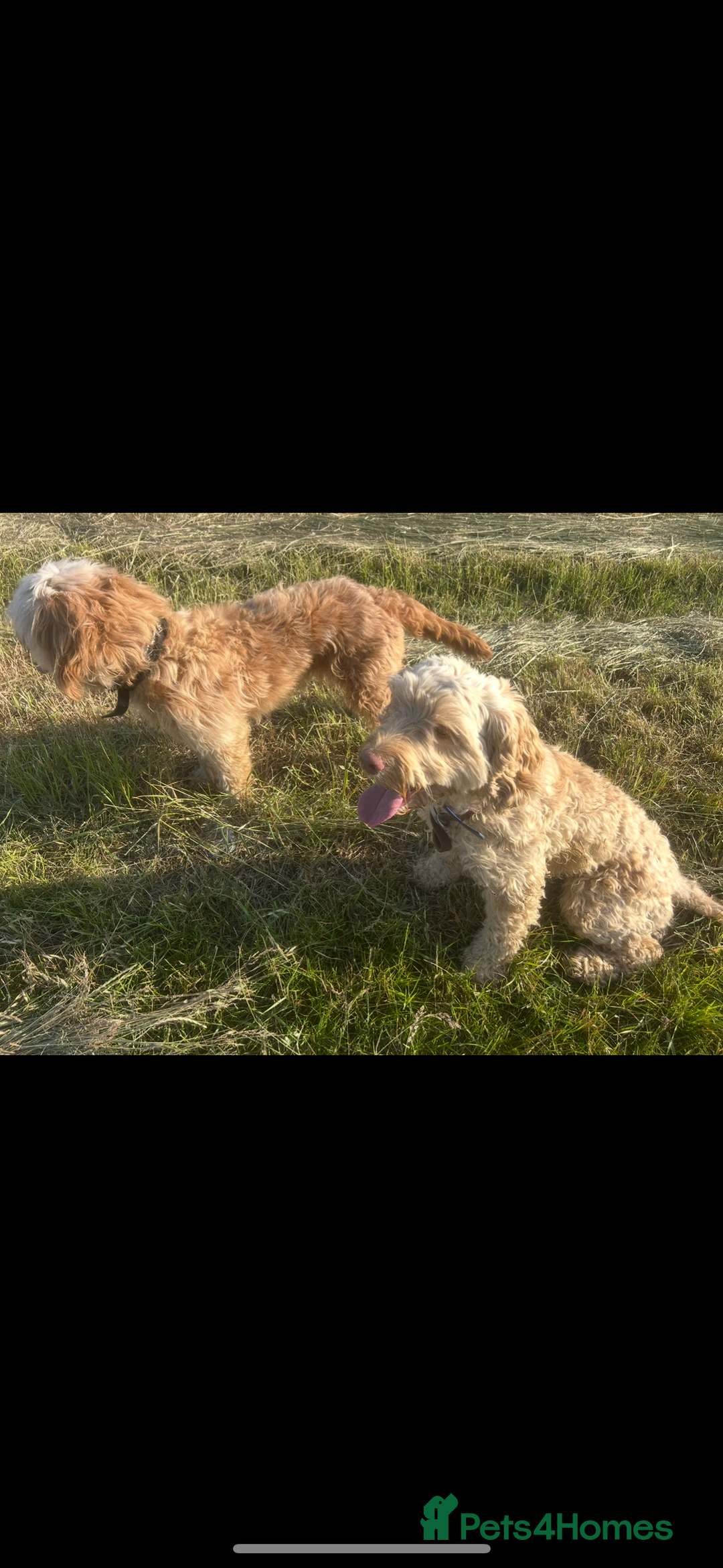Cockapoo dogs for sale: Cockapoo  - Image 4