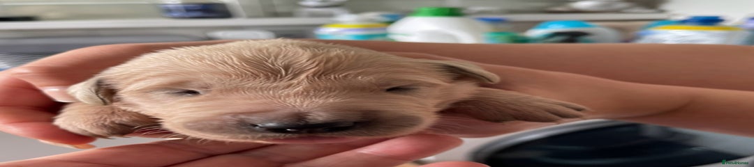 Golden Retriever Puppy 8