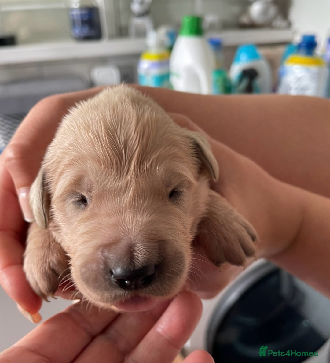 Golden Retriever dogs for sale: Beautiful litter of KC Golden Retrievers  - Image 8