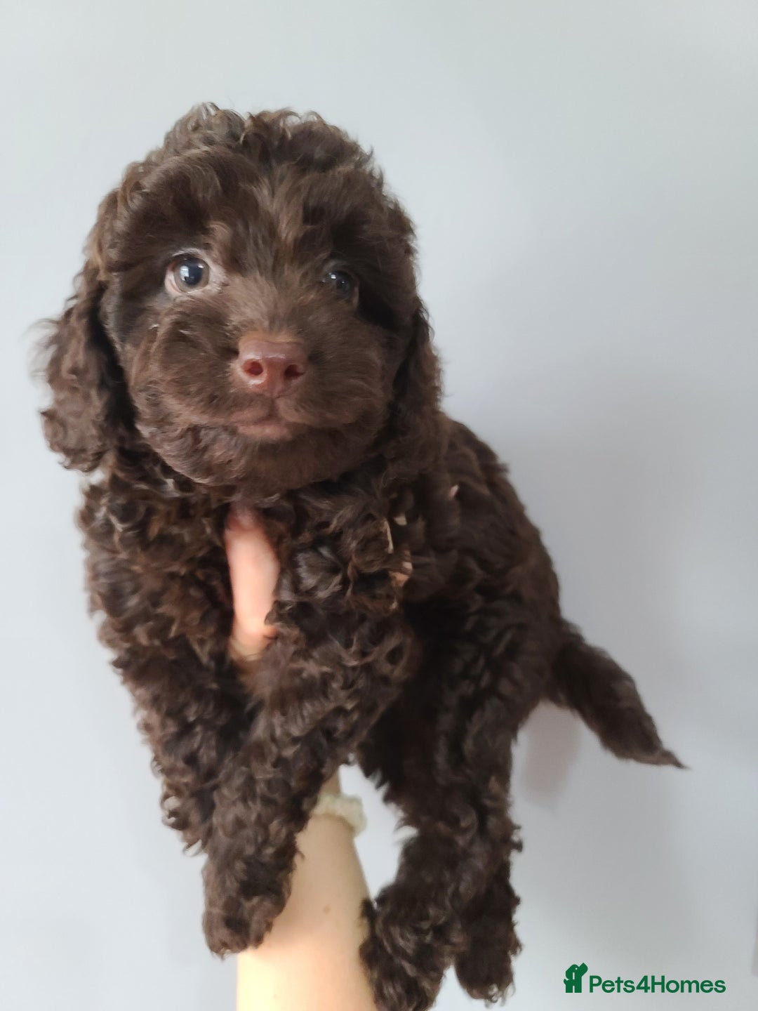 Cavapoo dogs for sale: Chocolate F1B Cavapoos. Health Tested.  - Image 17
