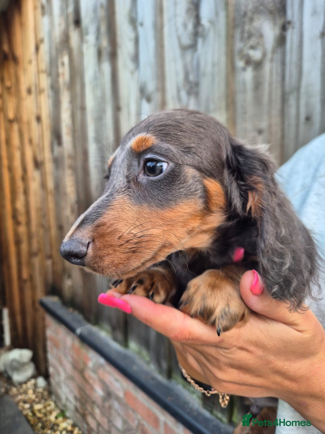 Miniature Dachshund dogs for sale: Long haired miniature dachshunds  - Image 12