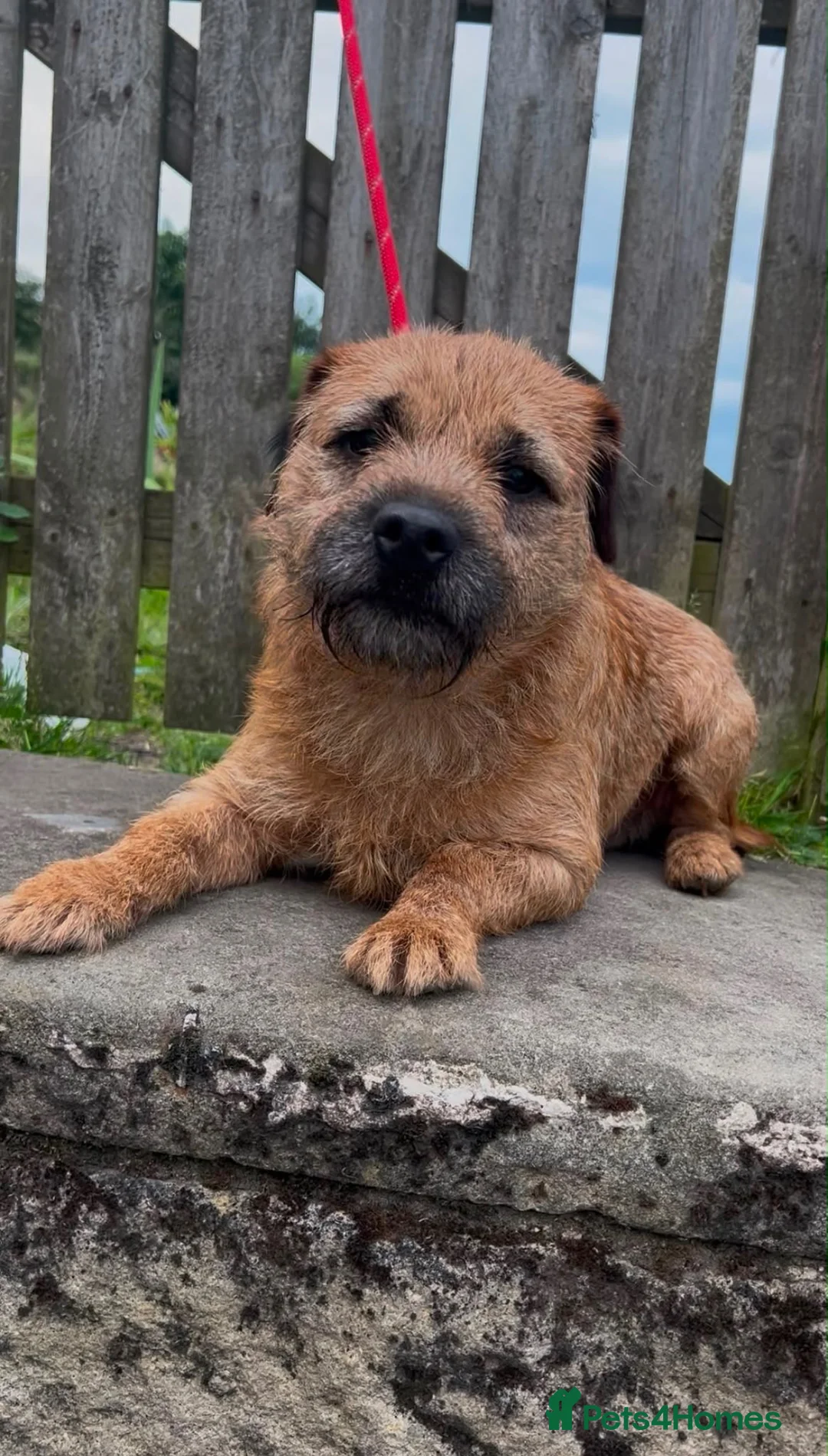 Border Terrier dogs for stud: KC REG OXCROFT BRED BORDER TERRIER STUD DOG - Advert 5