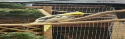 Cockatiels birds for sale: Pair of cockatiels  - Advert 4