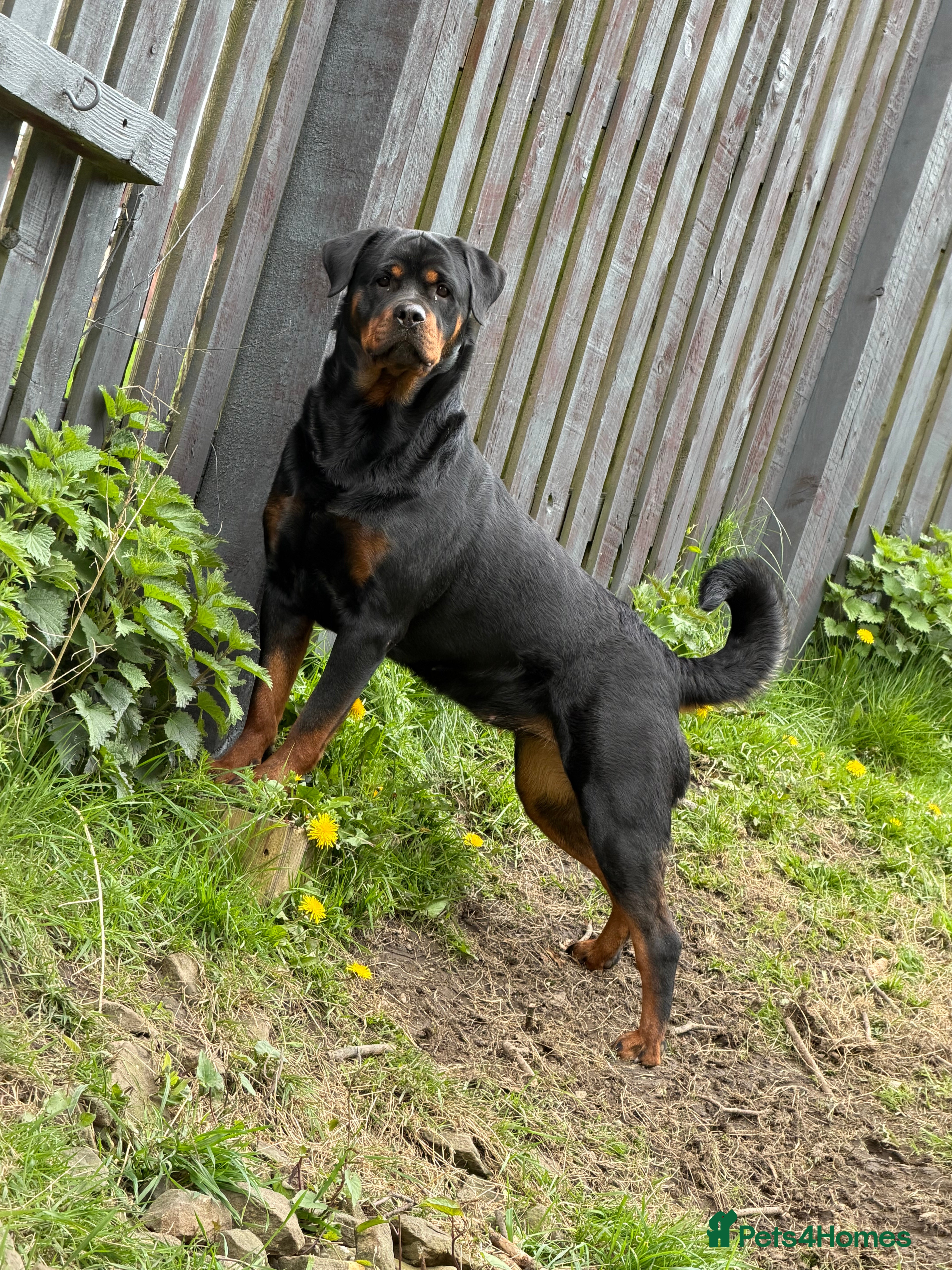 Rottweiler dogs Female Rottweiler 🩷 - Advert 2