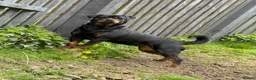 Rottweiler dogs for sale: Female Rottweiler 🩷 - Advert 2