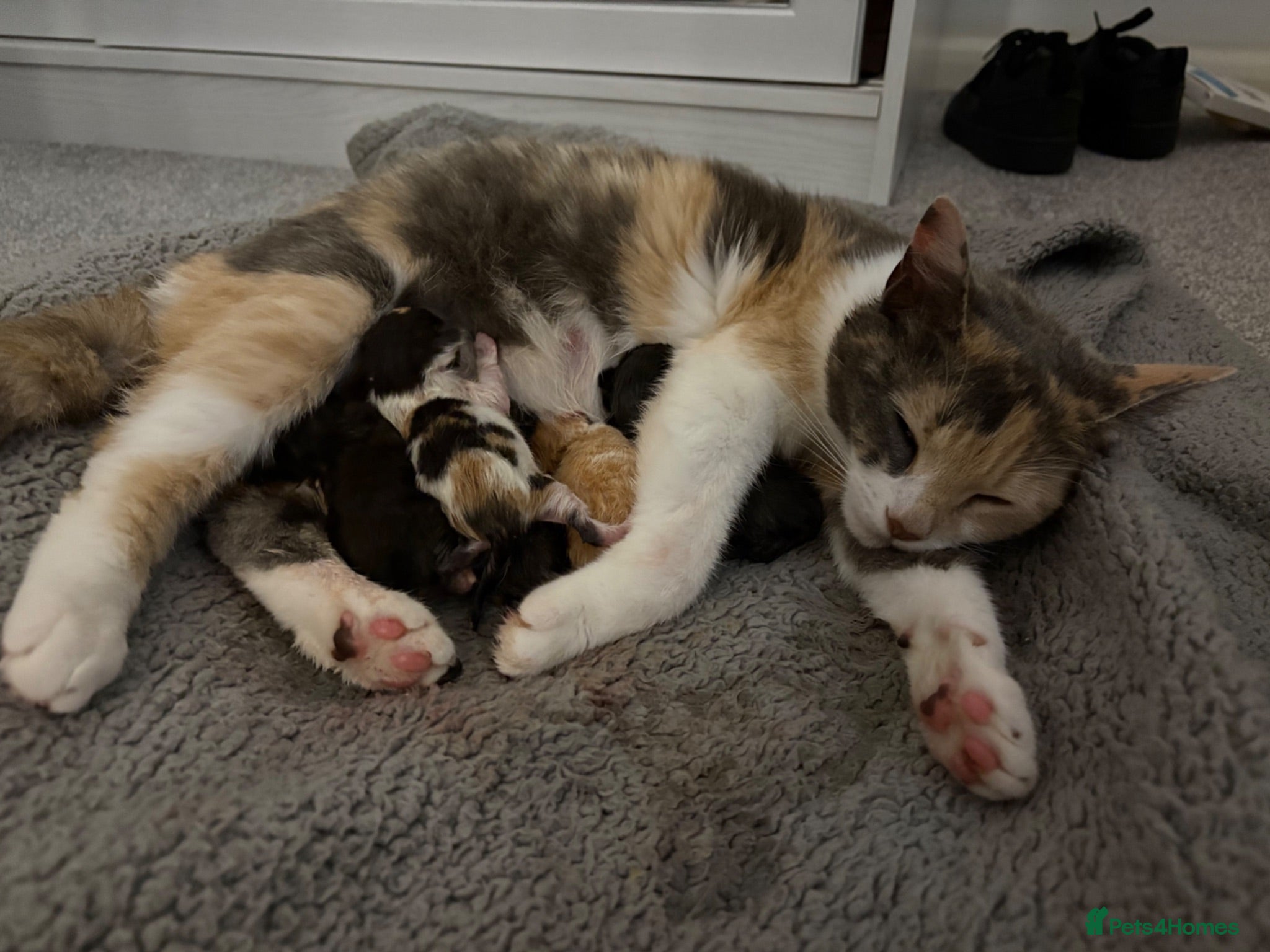 Mixed Breed cats 3 Beautiful females with unique markings  - Advert 1