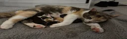 Mixed Breed cats for sale: 3 Beautiful females with unique markings  - Advert 1
