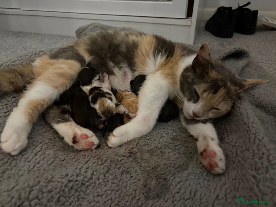 Mixed Breed cats for sale: 3 Beautiful females with unique markings  - Advert 1
